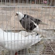 کبوتر پرشی