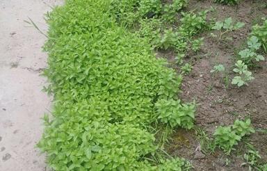 اجاره تجاری و مغازه 100 متر در بلوار منفرد