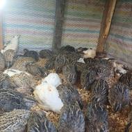 بلدرچین 45 روزه گوشتی