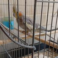 طوطی عروس هلندی ماده