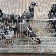 کبوتر پرشی زیبا