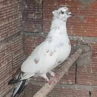 ددونه ای 300