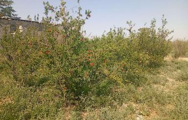 2000 متر زمین کشاورزی