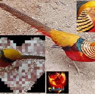 جوجه قرقاول بلژیکی