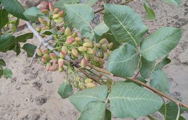 باغ 800 متری در روستای کردلر (کاروان یولو)با مجوز دیوارکشی