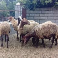 گوسفند کاهی آبستن درجه یک