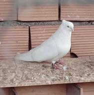 یه جفت کبوتر نر شمرونی ماده کله دم سبز