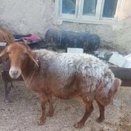 میش هترو فوری