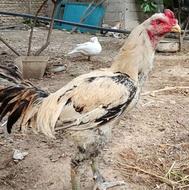 خروس لاری افغان