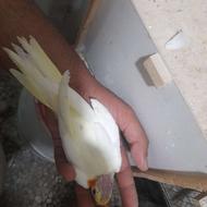 جوجه های عروس هلندی رام