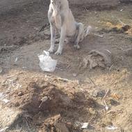 یک سگ سرابی خوب ضمانتی برای گله باغ