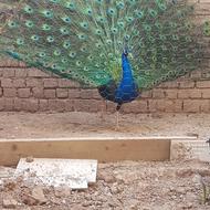 طاووس مصری مولد