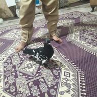 کفتر سالم سینه و ساده سرخ