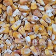 ذرت طیور درجه یک