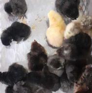 جوجه گلپایگان تخم گذار