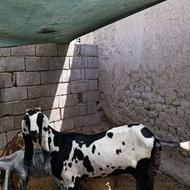 بز پنجاب نر خورده