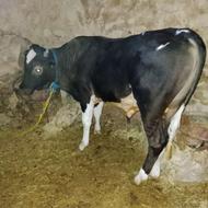 گوساله نر برای داشتی خوب است