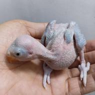 جوجه ملنگو کوتوله دستی وکوتوله سرلاکی