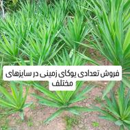 شمشاد و یوکا