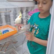 طوطی عروس هلندی