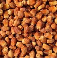 انواع خرمای جنوب