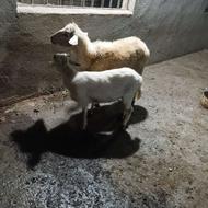 فروش گوسفند وره مار با بره نر شکم اول