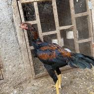 یک جفت لاری تضمینی