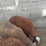 گوسفند برای قربانی