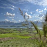 کارگر برای نخود چینی