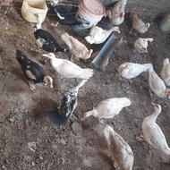 اردک اسراییلی یا مسکویی