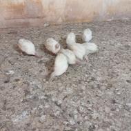 مرغ شاخدار سفید کمیاب