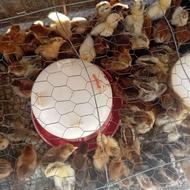 جوجه مرغ اصل گلپایگانی