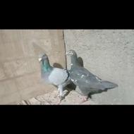 یه جفت جوونه هوایی نرکفتر