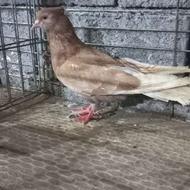 کبوتر پرشی و جوجه کشی