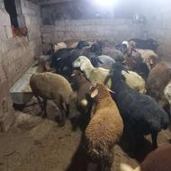 گوسفند بره خریدارم