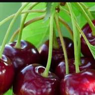 اجاره دادن باغ گیلاس و آلبالو