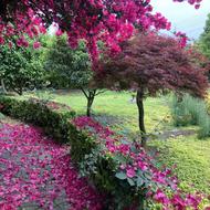 ویجین کار برای باغچه