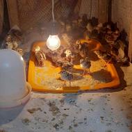جوجه قرقاول آمریکایی پاکستانی