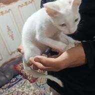 واگذاری گربه خانگی