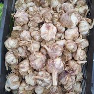 سیرمحلی امل خشک درشت