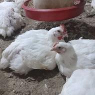 فروش مرغ گوشتی ارگانیک