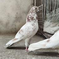 کبوتر نر پرشی