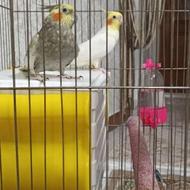 عروس هلندی سالم و سرحال