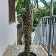 گل طبیعی نخل ماداگاسکار