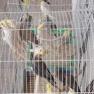 عروس هلندی . برزیلی . قناری . فنچ .مرغ عشق