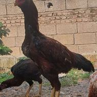 ریش 9ماهه سالمو سلامت 3دانگ