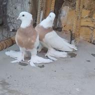 طوقی زرد پاپر