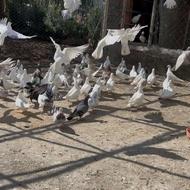فروش کبوتر پرشی
