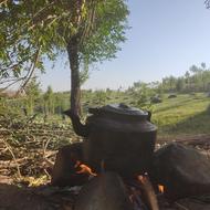 فروش علوفه سر زمین