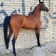 اسب مادیان